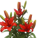 Lilium x 3 Bulbos 40 cm Natural CT15