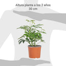 Schefflera 30 cm Natural CT17