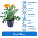 Gazania 15 cm Natural CT10