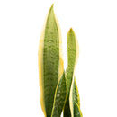 Sansevieria Laurenti 30 cm Natural CT13