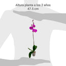 Orquidea Phalaenops 30 cm Natural CT13..