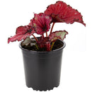 Begonia Rex 10 cm Natural CT13