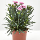 Clavelina Corona 15 cm Natural CT13