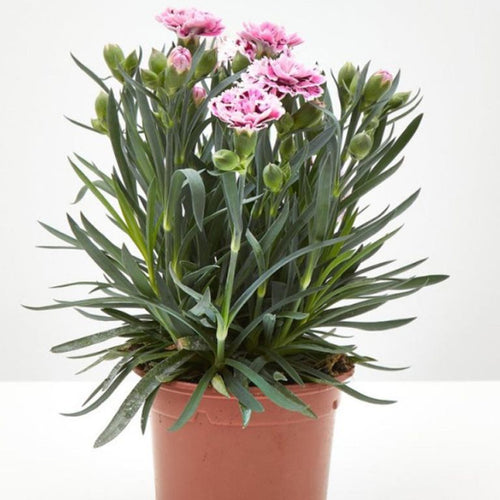 Clavelina Corona 15 cm Natural CT13