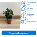 Arbusto Pitosporum Tobira Enano Natural 15 cm