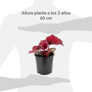 Begonia Rex 10 cm Natural CT13