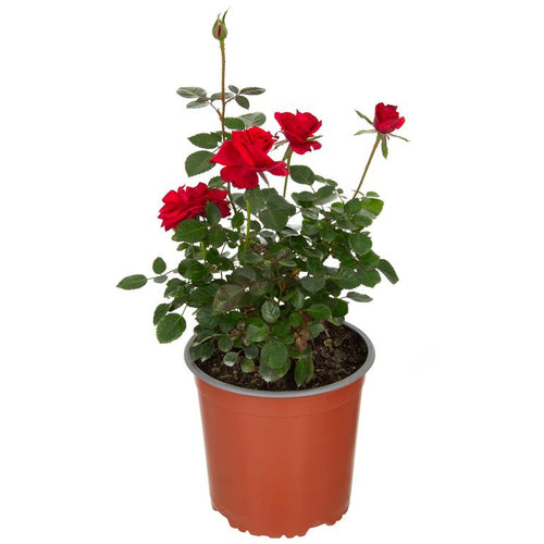 Arbusto Rosa Hybrida Natural.