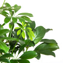 Schefflera 30 cm Natural CT17