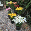Lilium x 3 Bulbos 40 cm Natural CT15
