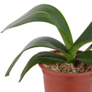 Orquidea Phalaenops 30 cm Natural CT13.