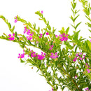 Veronica Colombiana 15 cm Natural CT12