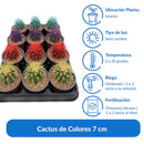 Echinocactus Colores 7 cm Natural CT9