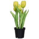 Tulipan Amarillo 8 Cm Amarillo