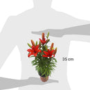 Lilium x 3 Bulbos 40 cm Natural CT15