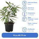 Ficus Alli 70 cm Natural CT24