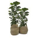 Canasto Decorativo Hierba Marina 35X45 Cm