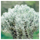 Lavanda Francesa 40 cm Natural CT23