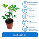 Schefflera 25 cm Natural CT14
