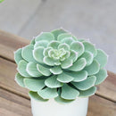 Suculenta Artificial 18 Cm Verde