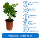 Philodendro Monstera 40 cm Natural CT24