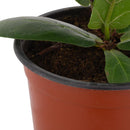 Ficus Lyrata 20 cm Natural CT15