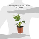 Aralia Japonica 20 cm Natural CT11