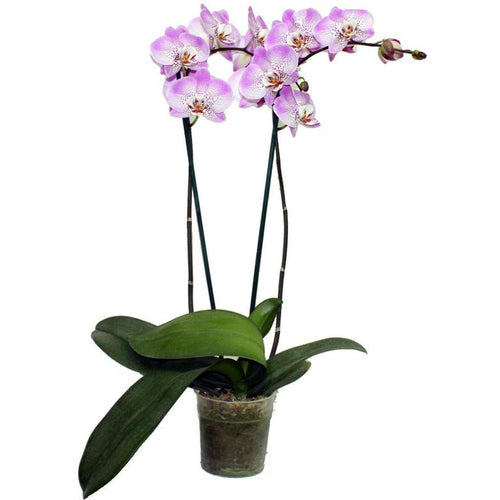 Orquidea Phalaenopsis 65 cm Natural CT
