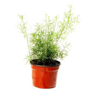 Planta Esparraguera Natural 10 cm