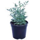 Ruda 10 cm Natural CT12