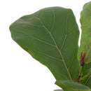 Ficus Lyrata 20 cm Natural CT15
