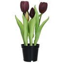Tulipan Morado 8 Cm Morado