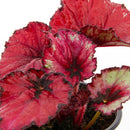 Begonia Rex 10 cm Natural CT13