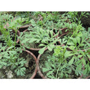 Ruda 10 cm Natural CT12