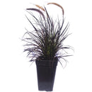 Pennisetu Atropurpu 50 cm Natural CT27