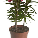 Lilium Oriental x 3 30 cm Natural CT14