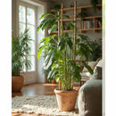 Set 5 tutores de bambu 120 cm