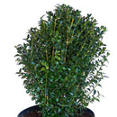 Arbusto Boj Verde Natural