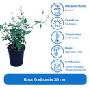 Arbusto Rosa Floribunda Natural