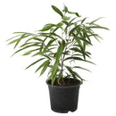 Ficus Alli 70 cm Natural CT24