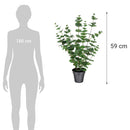 Planta Artificial Eucaliptus 59 cm Verde
