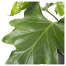 Philodendro Paragua 20 cm Natural CT13