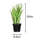Tulipan Blanco 8 Cm Blanco