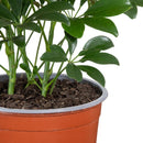 Schefflera 30 cm Natural CT17