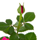 Arbusto Rosa Hybrida Natural..