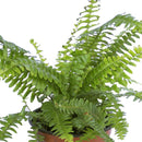 Helecho Deco 20 cm Natural CT14