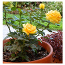 Arbusto Rosa Hybrida Natural.