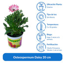 Osteospermum Daisy 20 cm Natural CT12