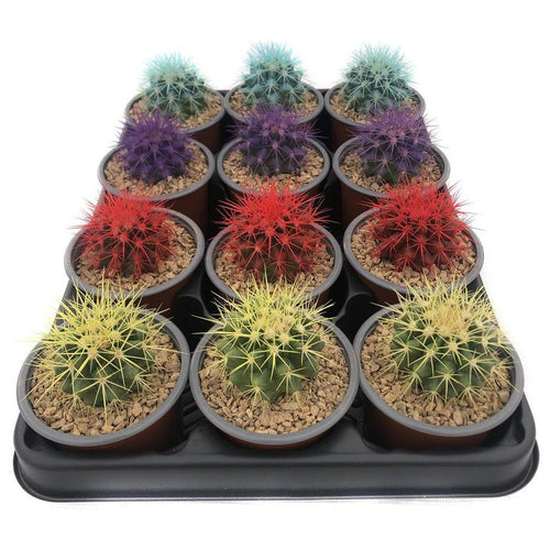Echinocactus Colores 7 cm Natural CT9