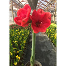 Amaryllis Clasica 30 cm Natural CT13