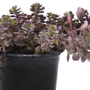 Sedum Natural